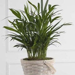 Collection image for: Plantes vertes