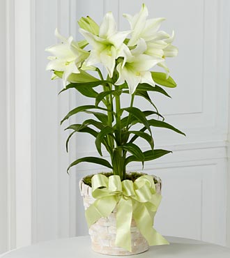Lys de Pâques en pot