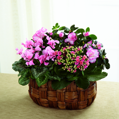 Collection image for: Plantes d'intérieur à fleurs