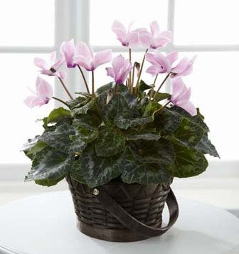 Cyclamen rose