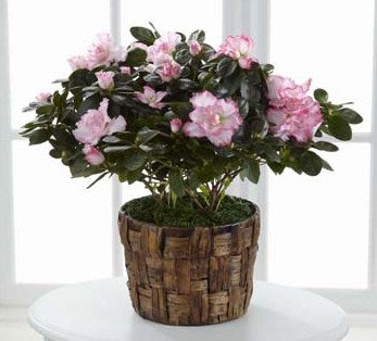 Azalée rose en pot