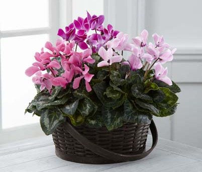Jardinière de cyclamens assortis