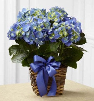 Hortensia bleu en pot