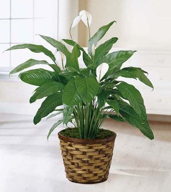 Spathiphyllum blanc en pot