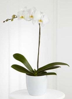 Jardinière d’orchidée blanche