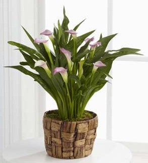 Jardinière de lys calla