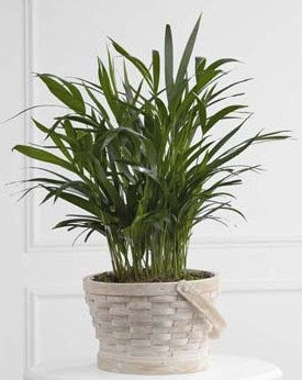 Jardinière palmier tendrement appréciée