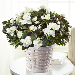 Collection image for: Plante