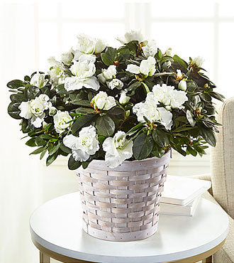 Azalée blanche en pot