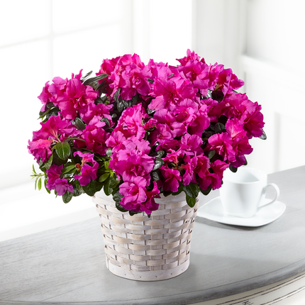 FTD Hope & Serenity Azalea Plant