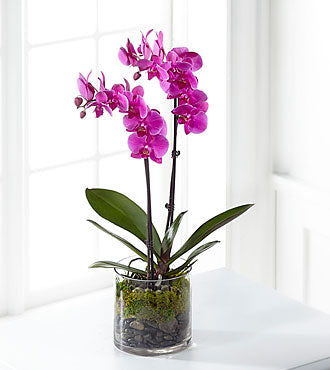 Orchidée rose en pot