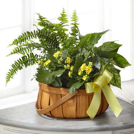 FTD Always Dear Dishgarden