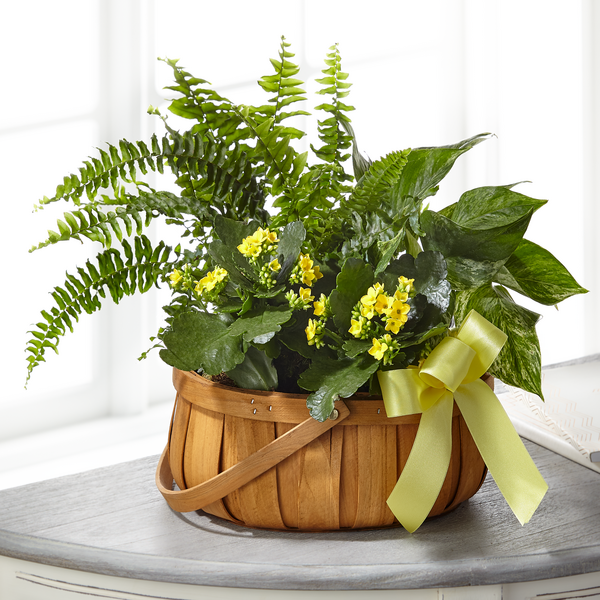 FTD Always Dear Dishgarden