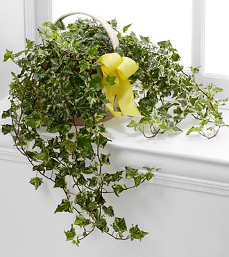 Jardinière de lierre réconfort