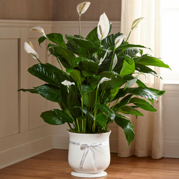 Composition végétale réconfortante 8"