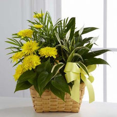 Collection image for: Panier de plante