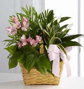 Jardin de vie et d’espoir