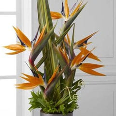 Collection image for: Montage de fleurs exotiques