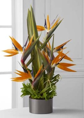 L'Arrangement FTD®, Lumières des Tropiques™