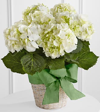 Jardinière d’hortensia blanc