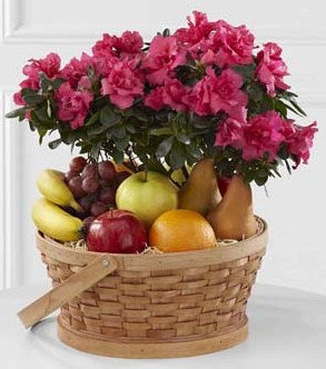 Basket of fruits and enveloping Grace