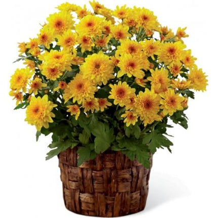 Le Chrysanthème FTD®