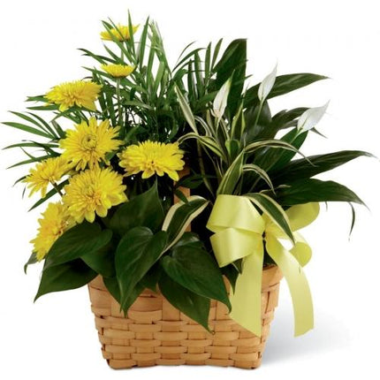 Le Jardin de Plante FTD® Douce Lumière™