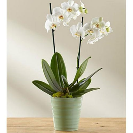 Orchid quiet moment