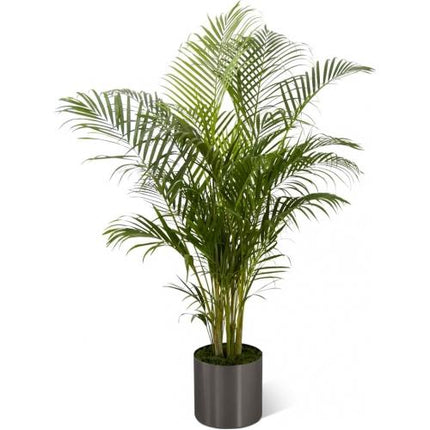 Le Palmier™ FTD®