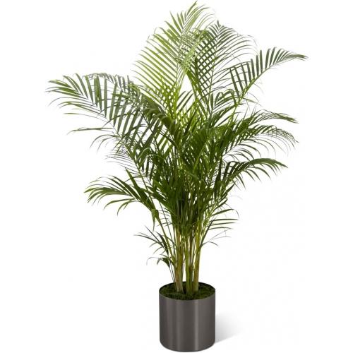 Le Palmier™ FTD®