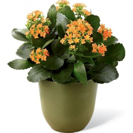 Le Kalanchoe™ de FTD®