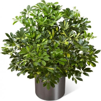 Schefflera Arboricola™ de FTD®