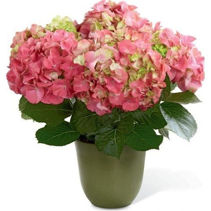 The FTD® Planter, Hydrangea Roses™
